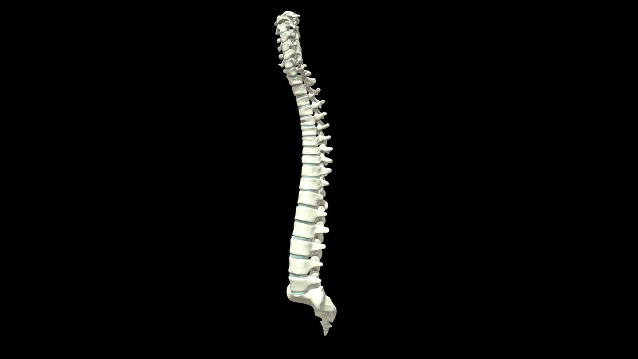 Media 1 for listing Human Vertebral Column with Intervertebral Discs