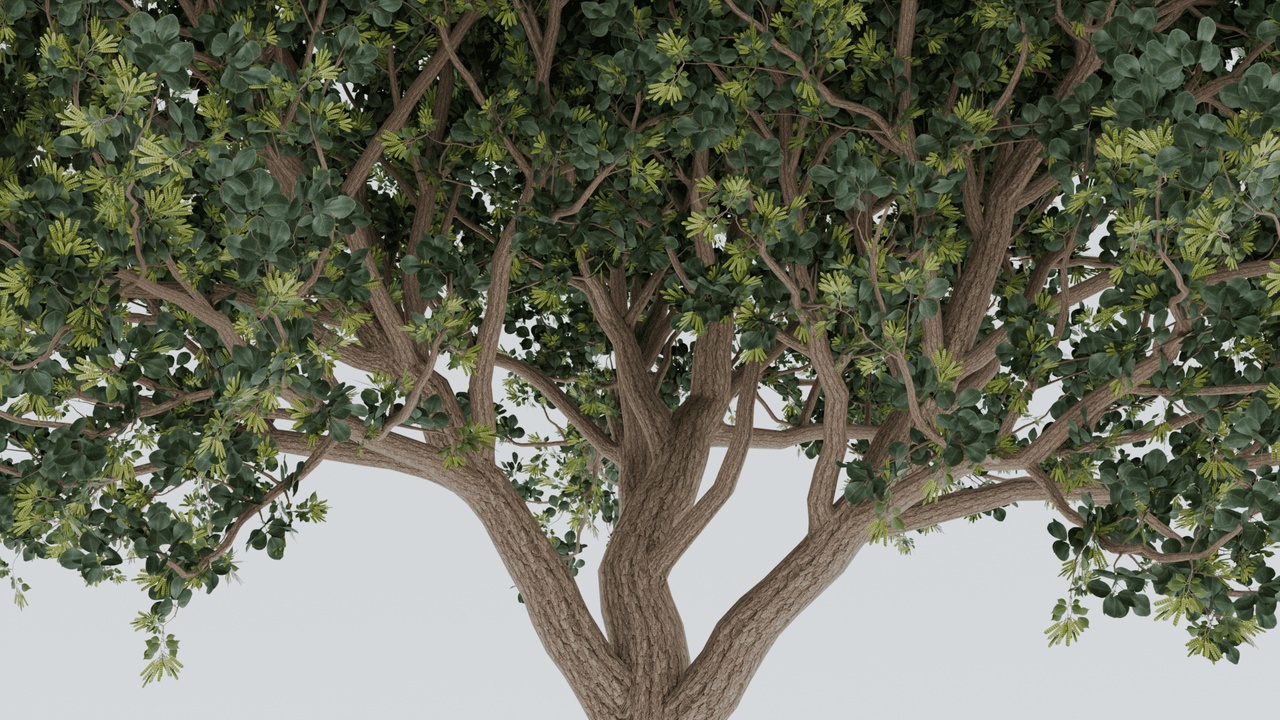 Media 1 for listing Realistic Sheesham Tree 3D Model | Dalbergia Sissoo | Indian Rosewood
