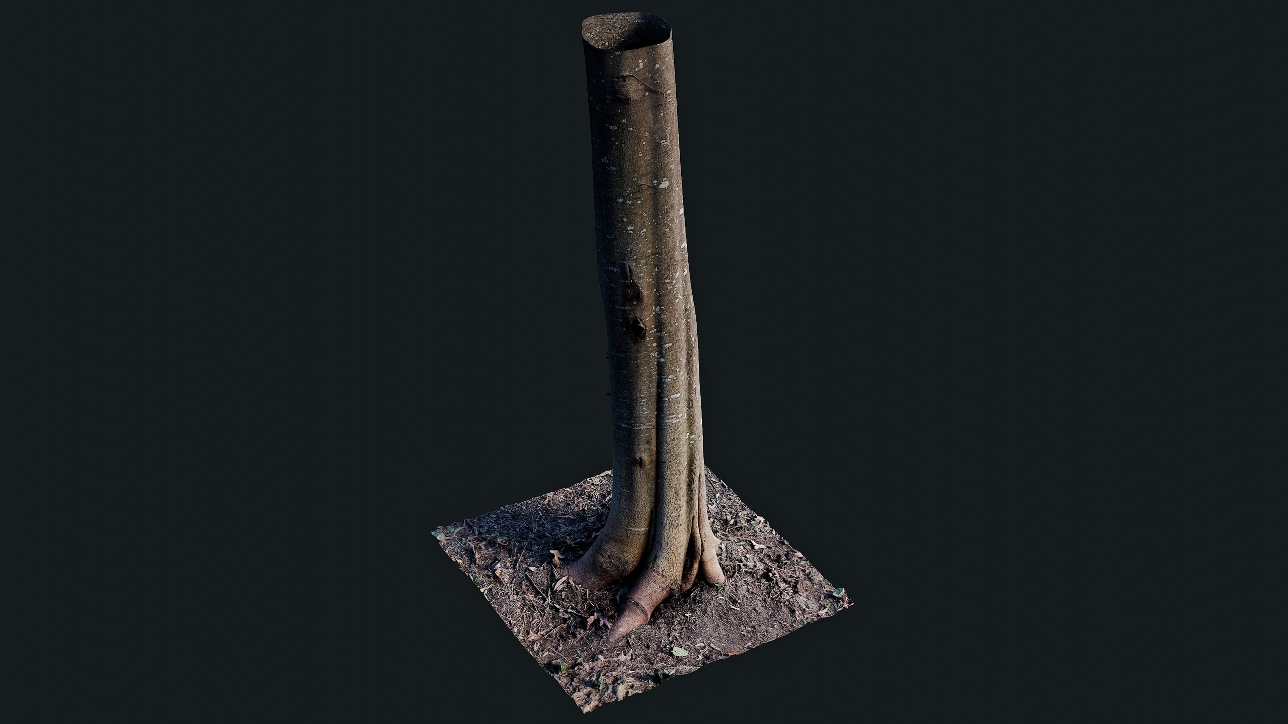 Medium 1 für Eintrag Wattle Tree Trunk | 8K PBR