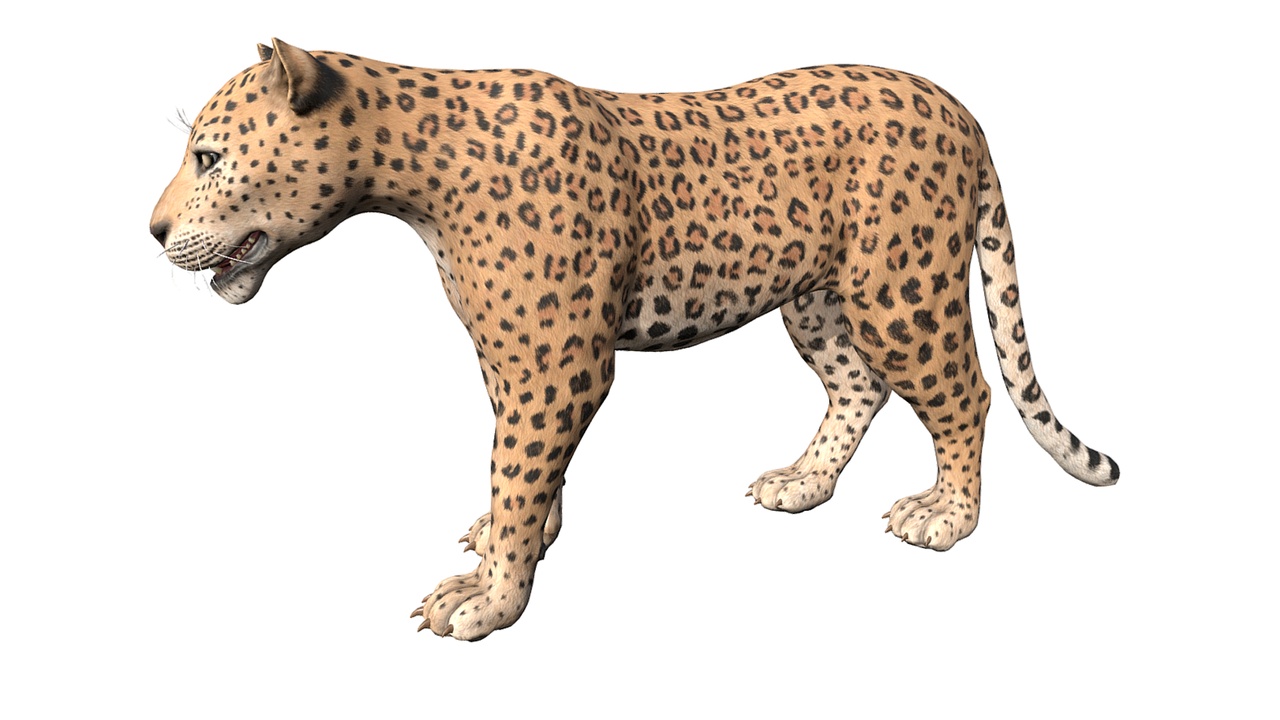 ◆RIETI◆ LEOPARD BIANCA RT 4045 C2 Leopard, Very Nice Plastic Replica 2 1/2