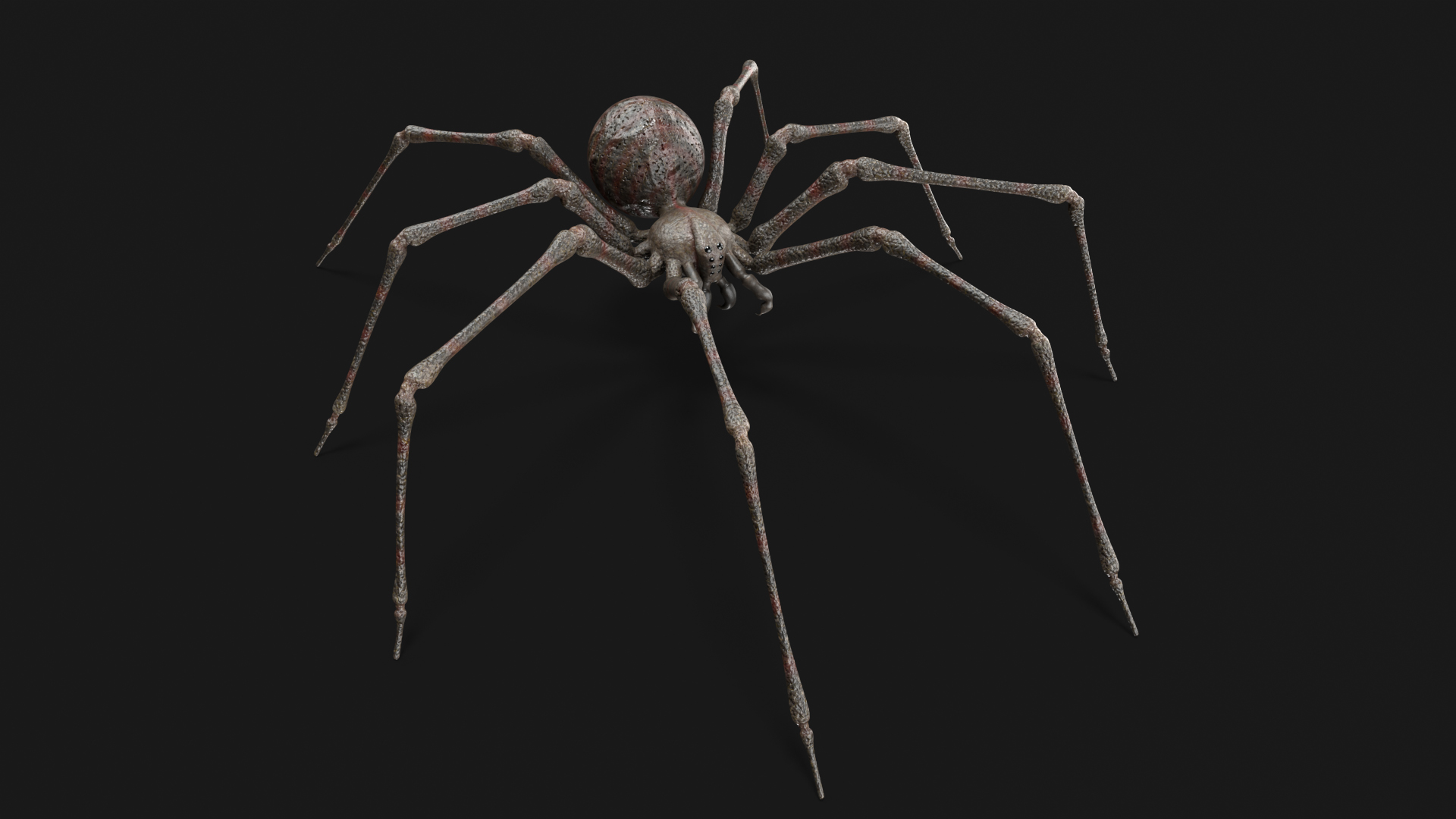 Spider | Fab