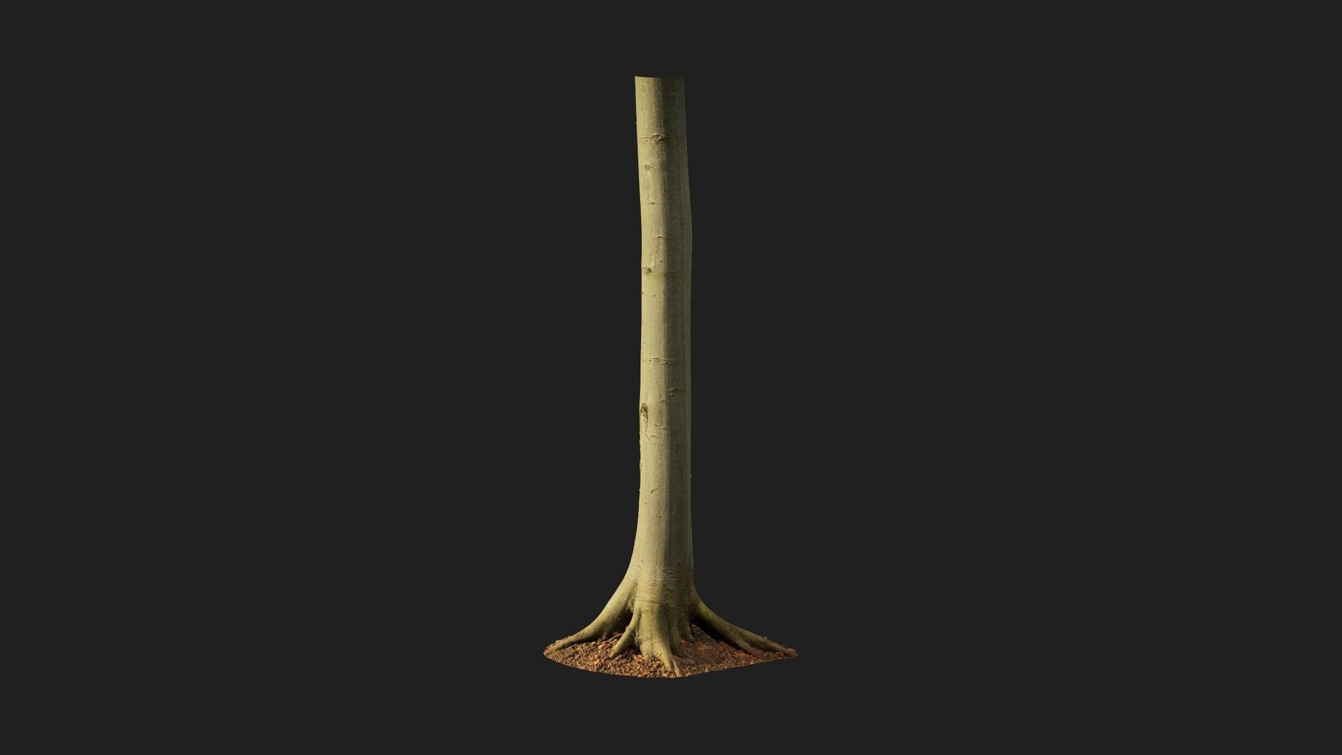 Beech Tree Trunk | Fab
