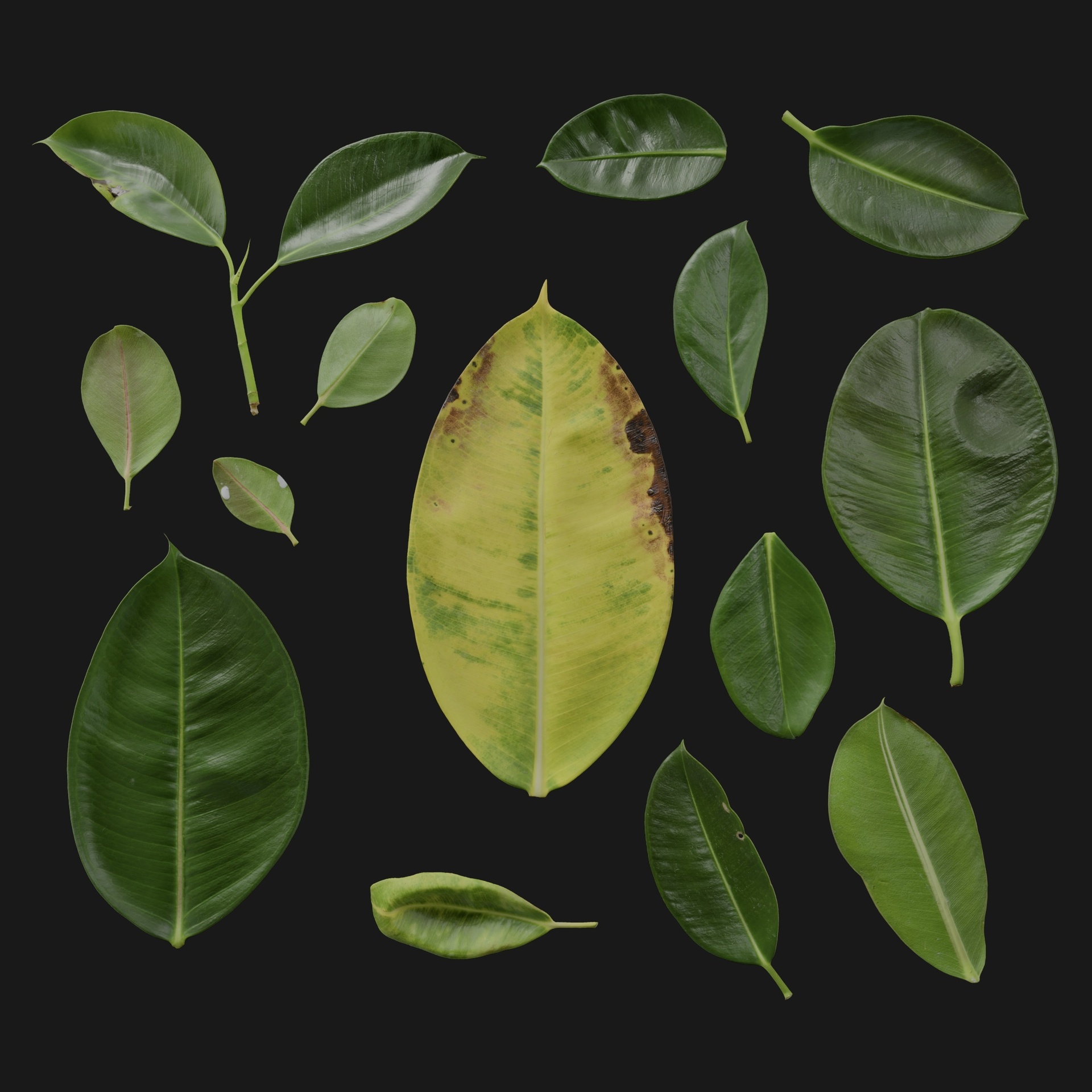 Media 1 for listing Ficus Elastica 04