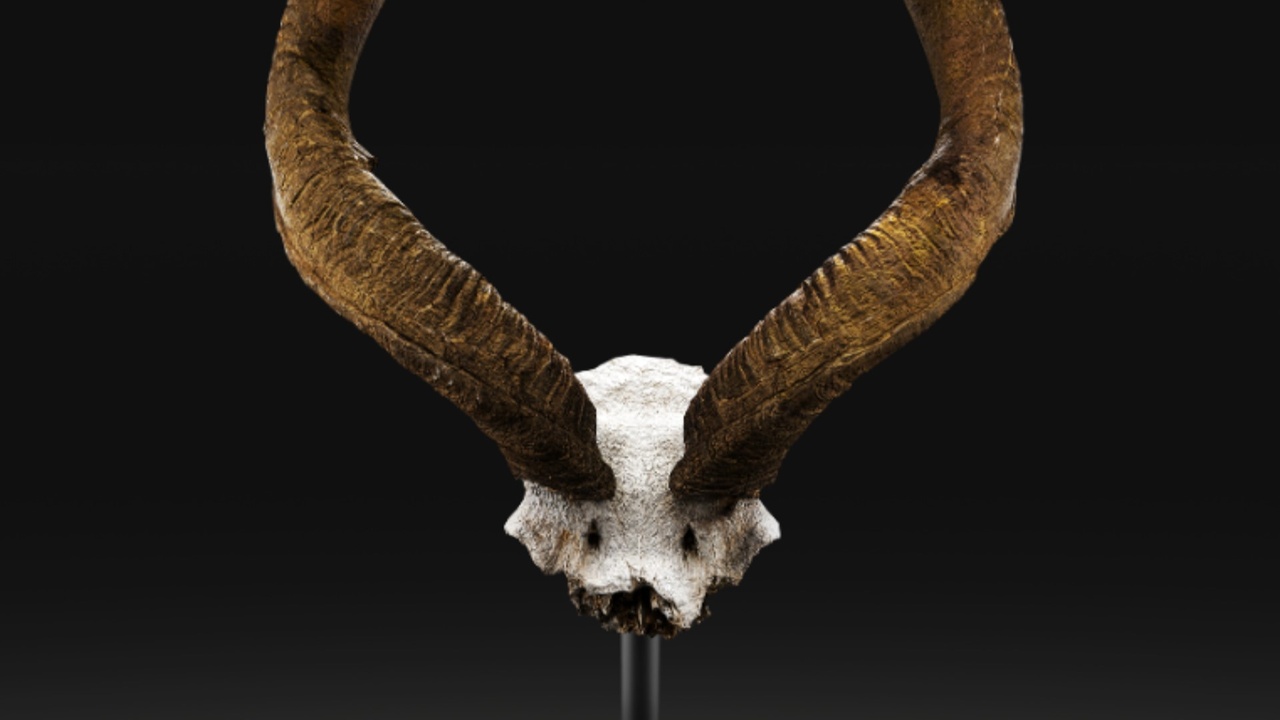 Media 1 for listing Antelope (Kudu) Horns