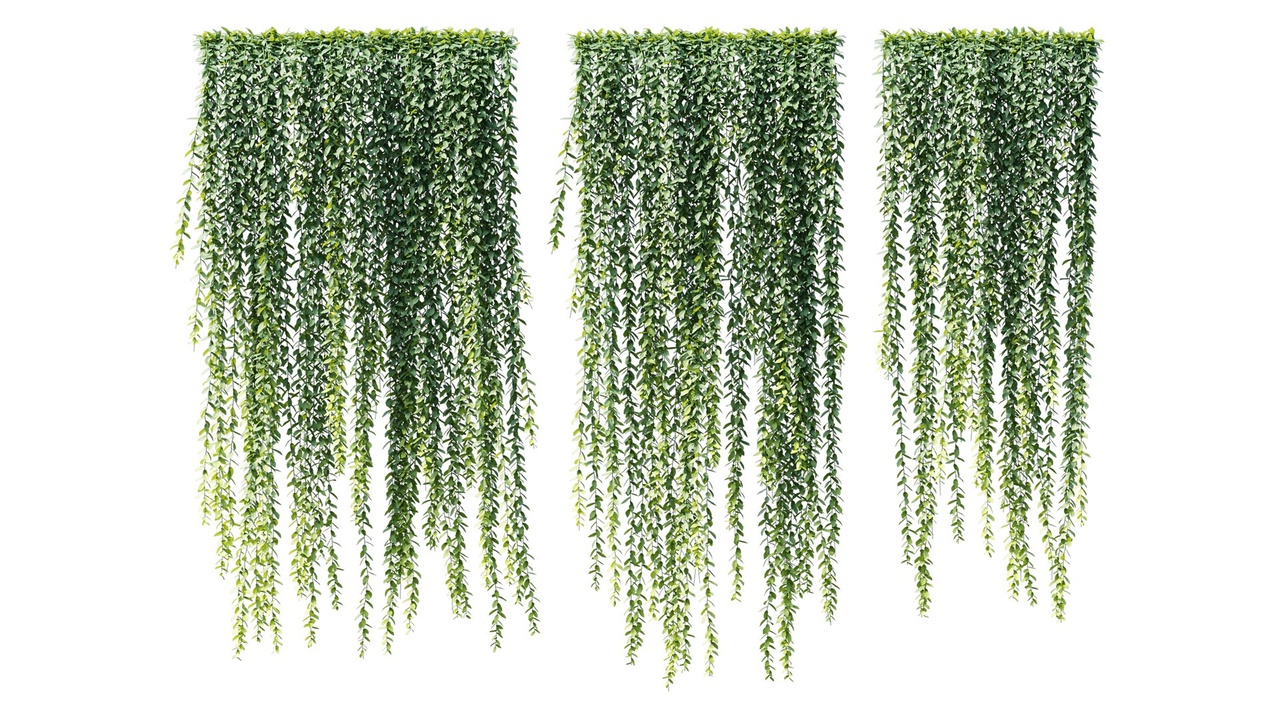 商品 Vernonia Elliptica | Curtain Creeper # 4 (2.5m) 的媒体 1