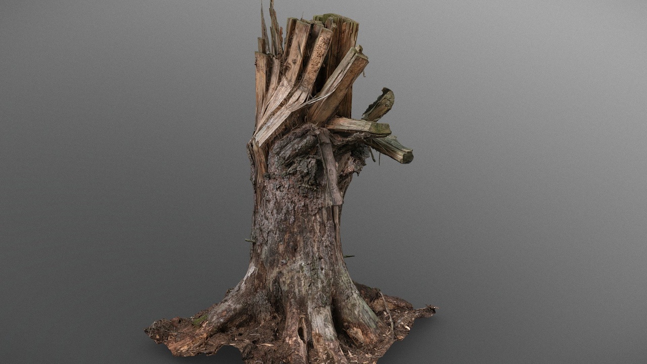 Squezed broken spruce stump | Fab