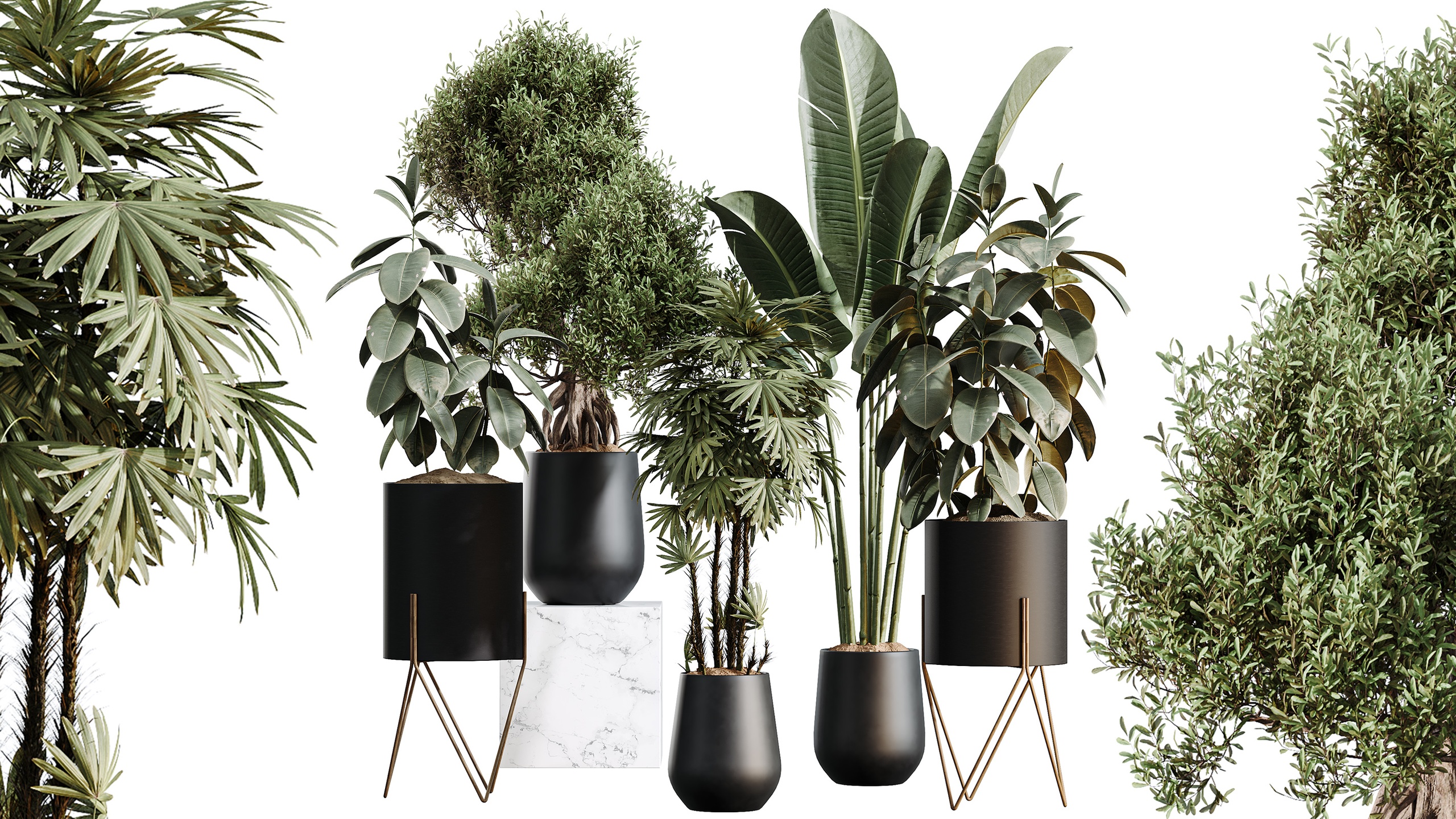 Media 1 for listing AV Indoor Plants Set 502 Ficus Bird Of Paradise Rhapis Microcarpa Bonsai