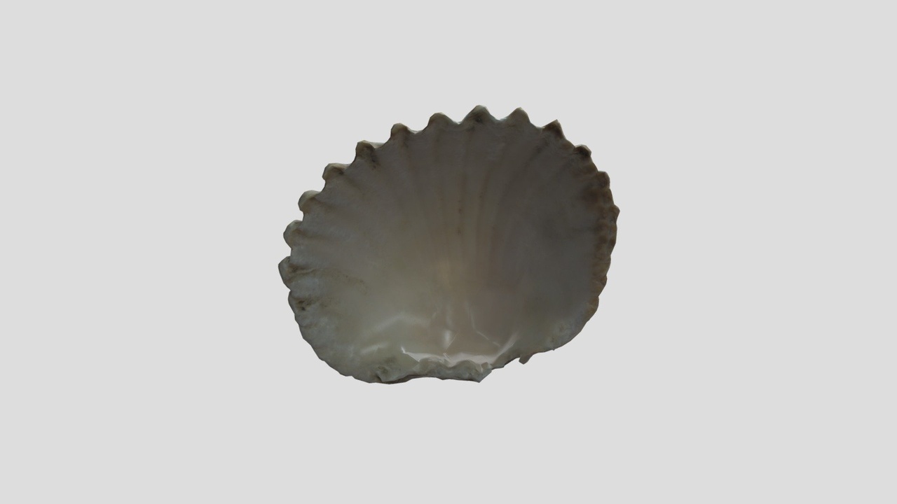 Seashell 8 | Fab
