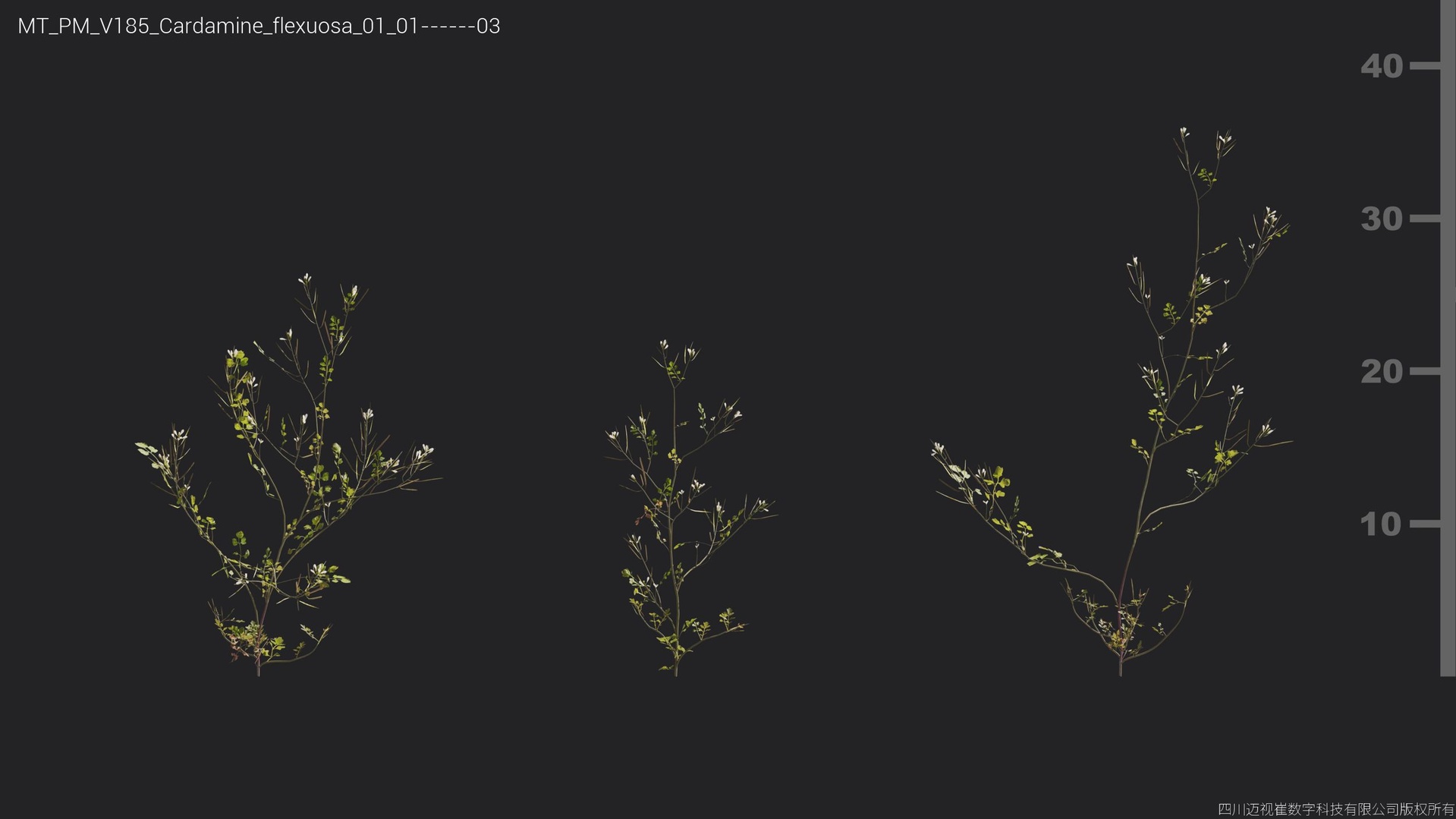 Media 1 for listing V185 Cardamine flexuosa