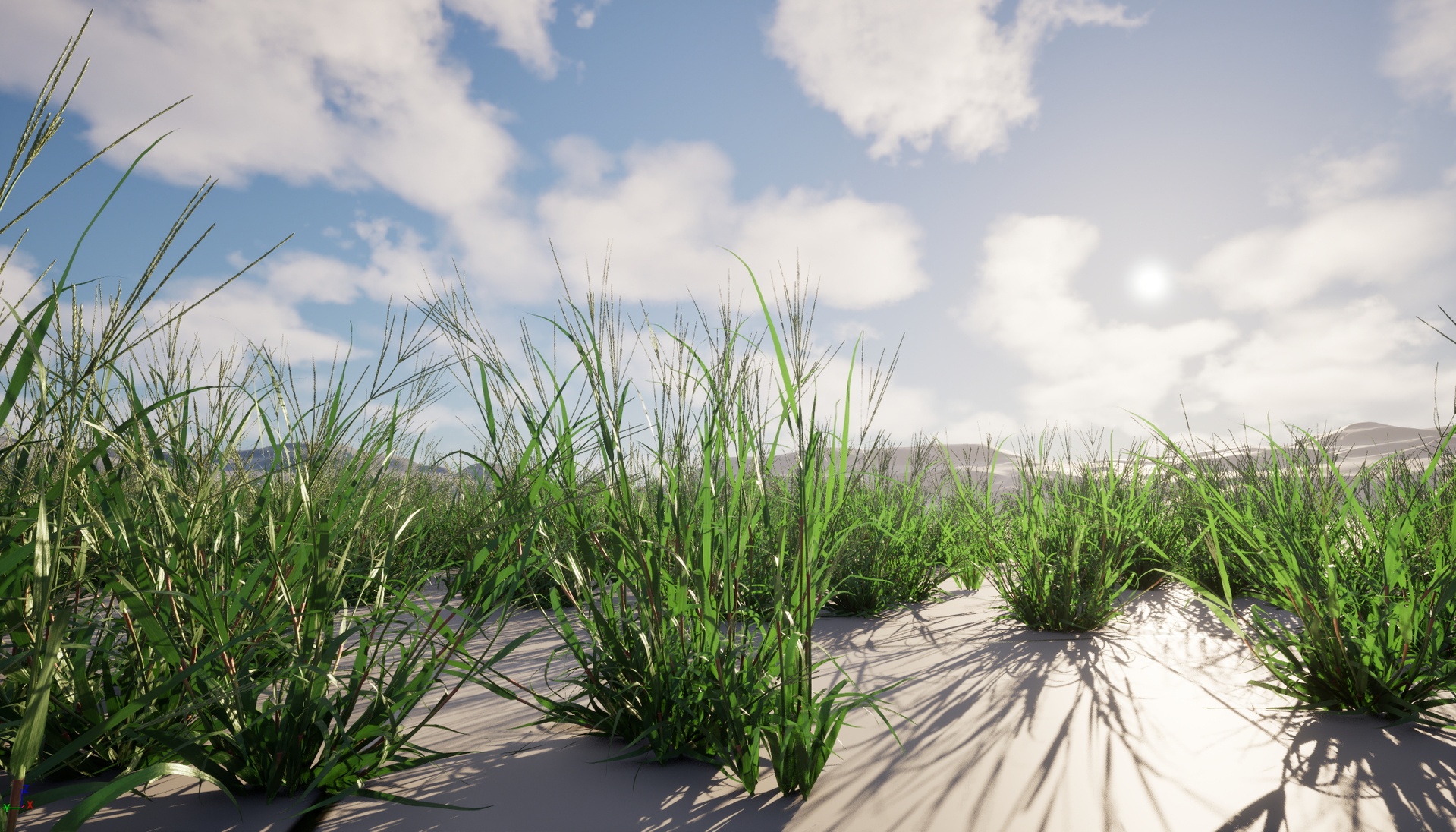 Media 1 for listing Nanite Wind Grass - Digitaria ciliaris – Fingergrass