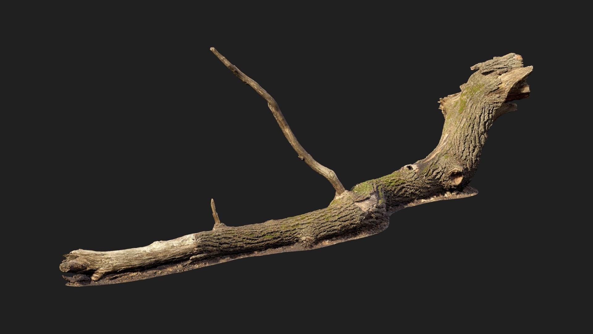 Large Fallen Tree | Fab