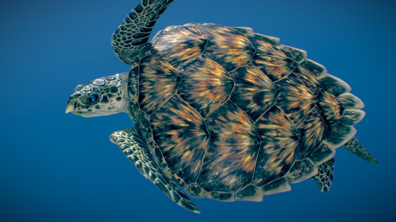 出品Hawksbill Sea Turtle ♂のメディア1