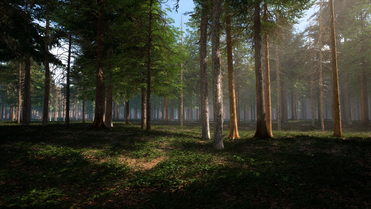 Media 1 for listing Spruce&Larch pack