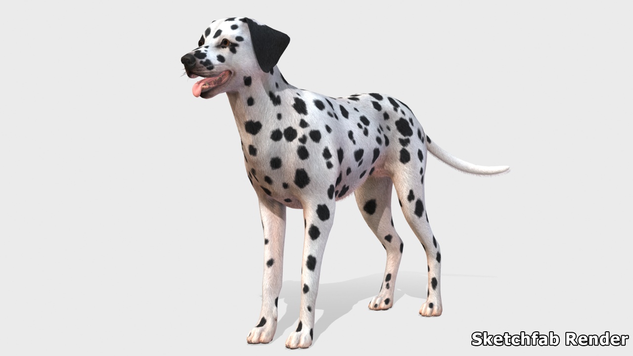 Media 1 for listing Dog - Dalmatian