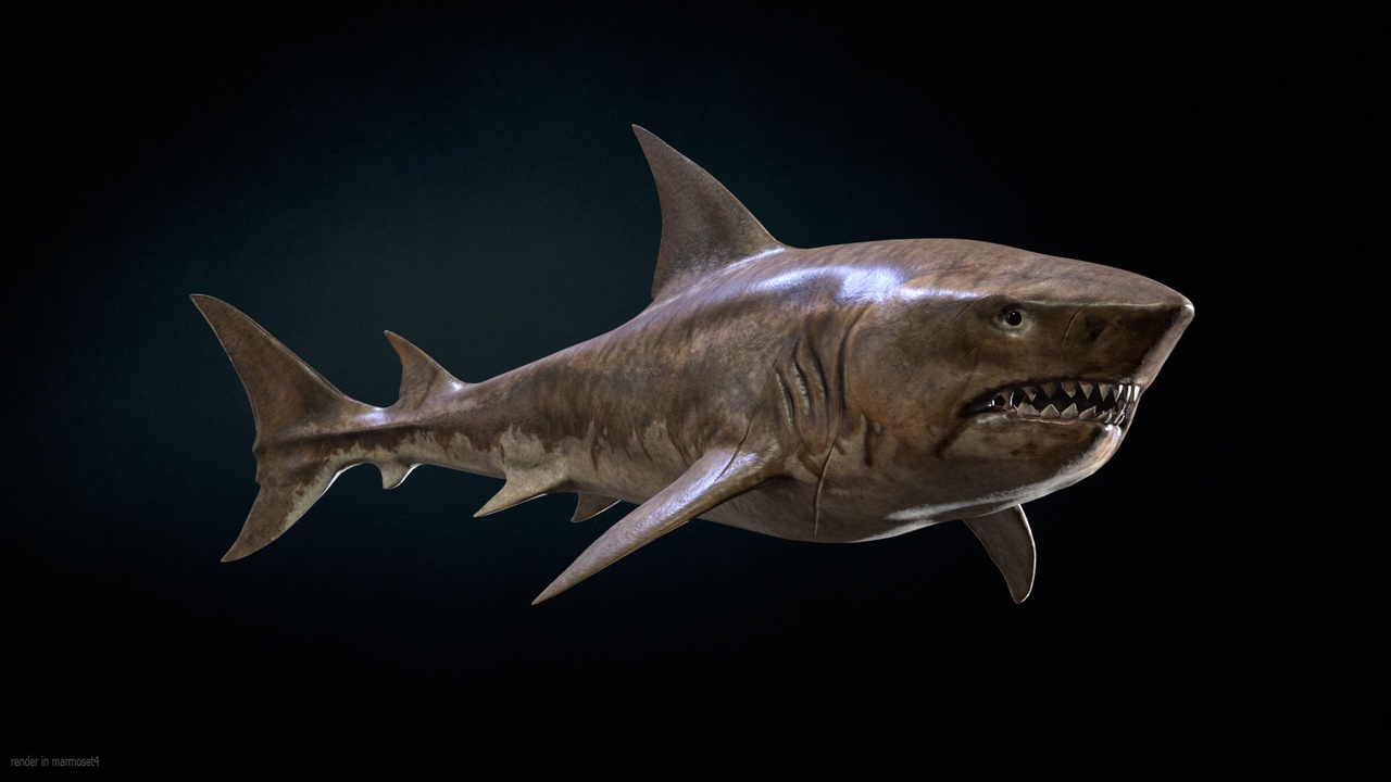 Media 1 for listing Shark 5