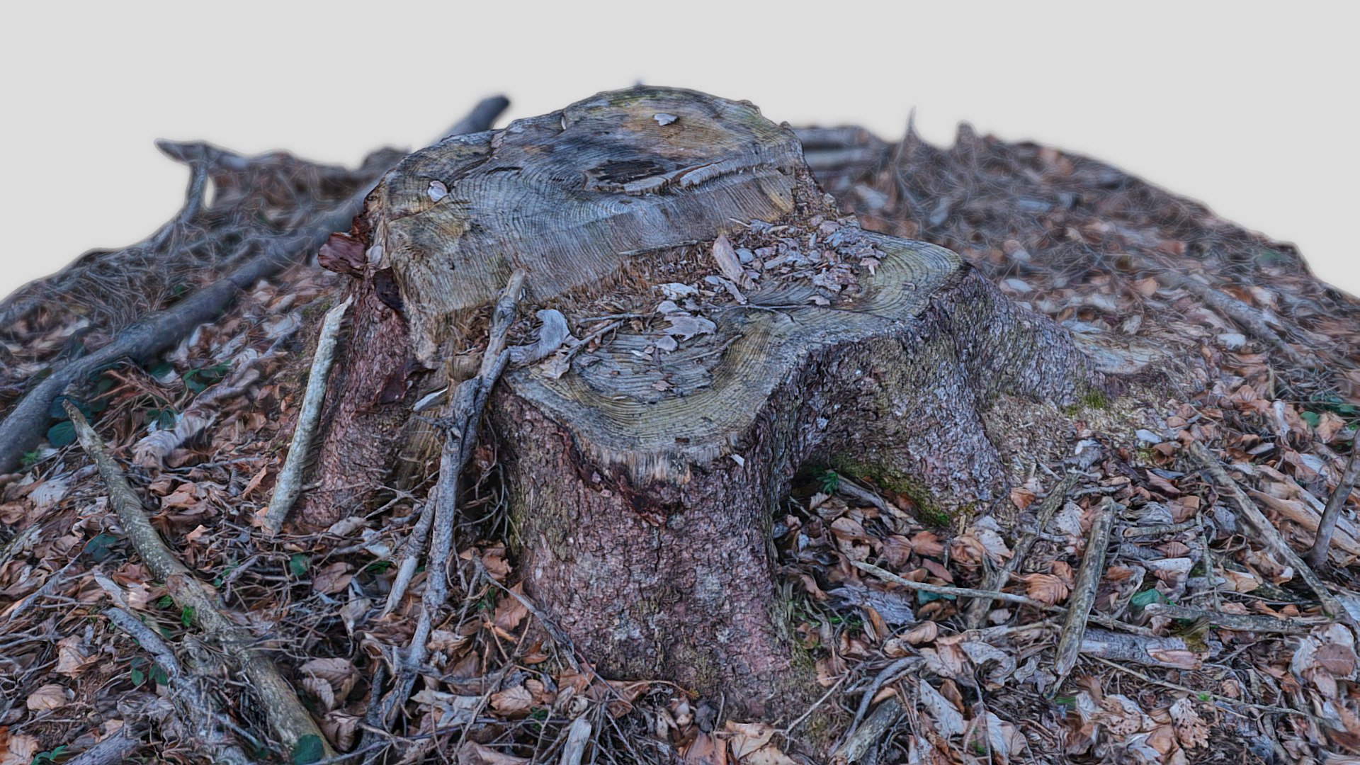 Tree stump 8k 048 | Fab