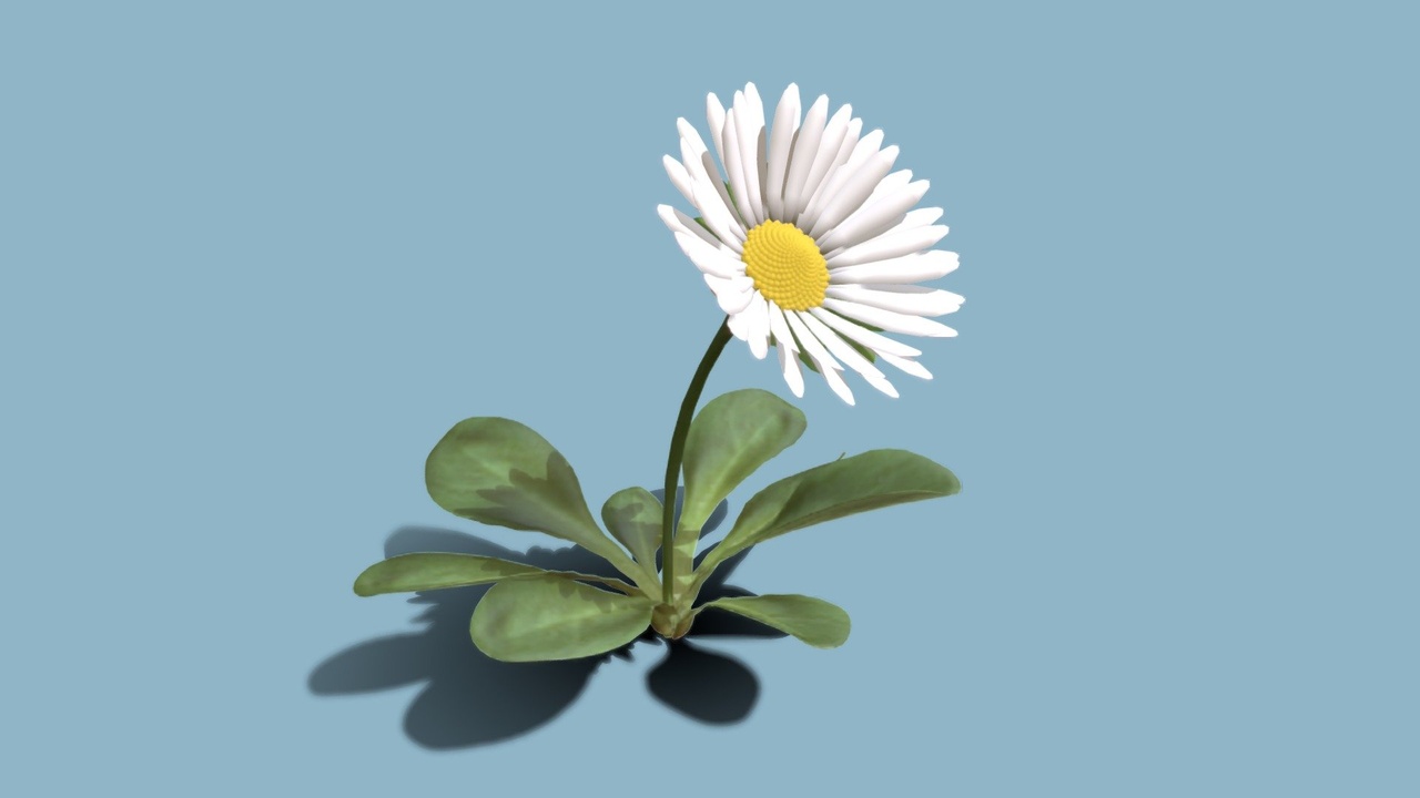Media 1 for listing Animated blooming Daisy