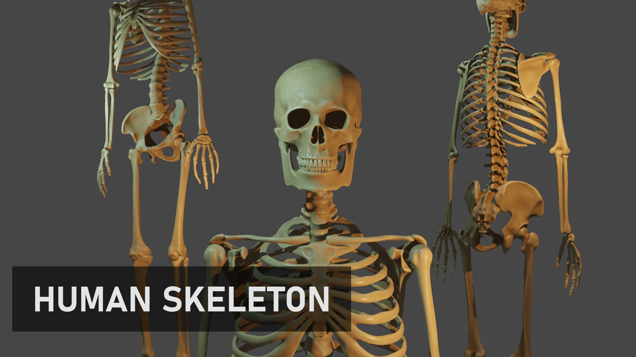 Media 1 for listing Human Skeleton