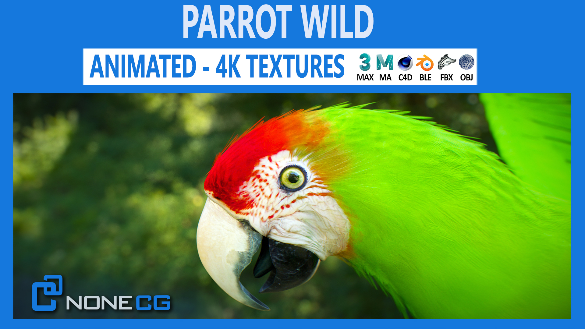 Animated Wild Parrot | Fab