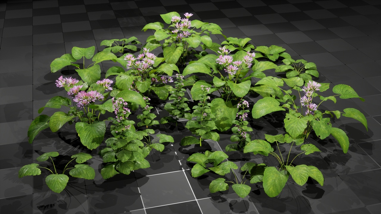 Media 1 for listing Plant - Greater Burdock