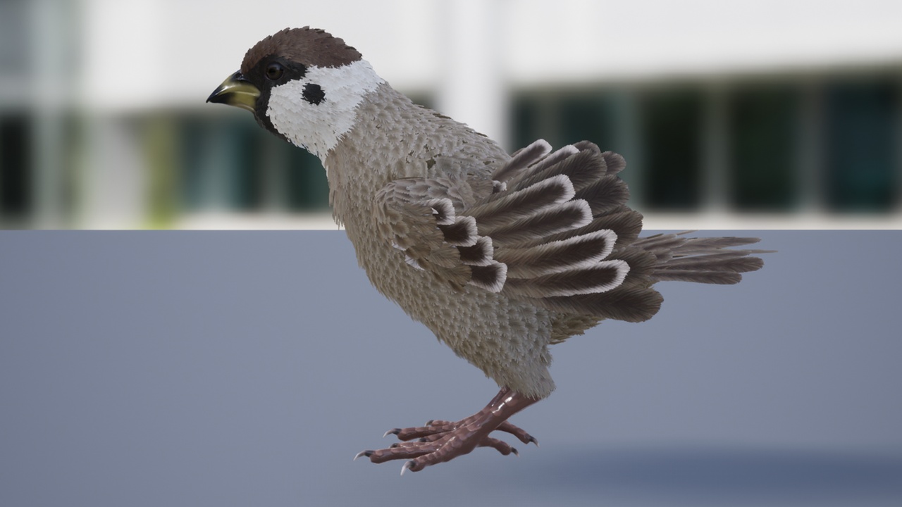 Media 1 for listing Sparrow Feathered