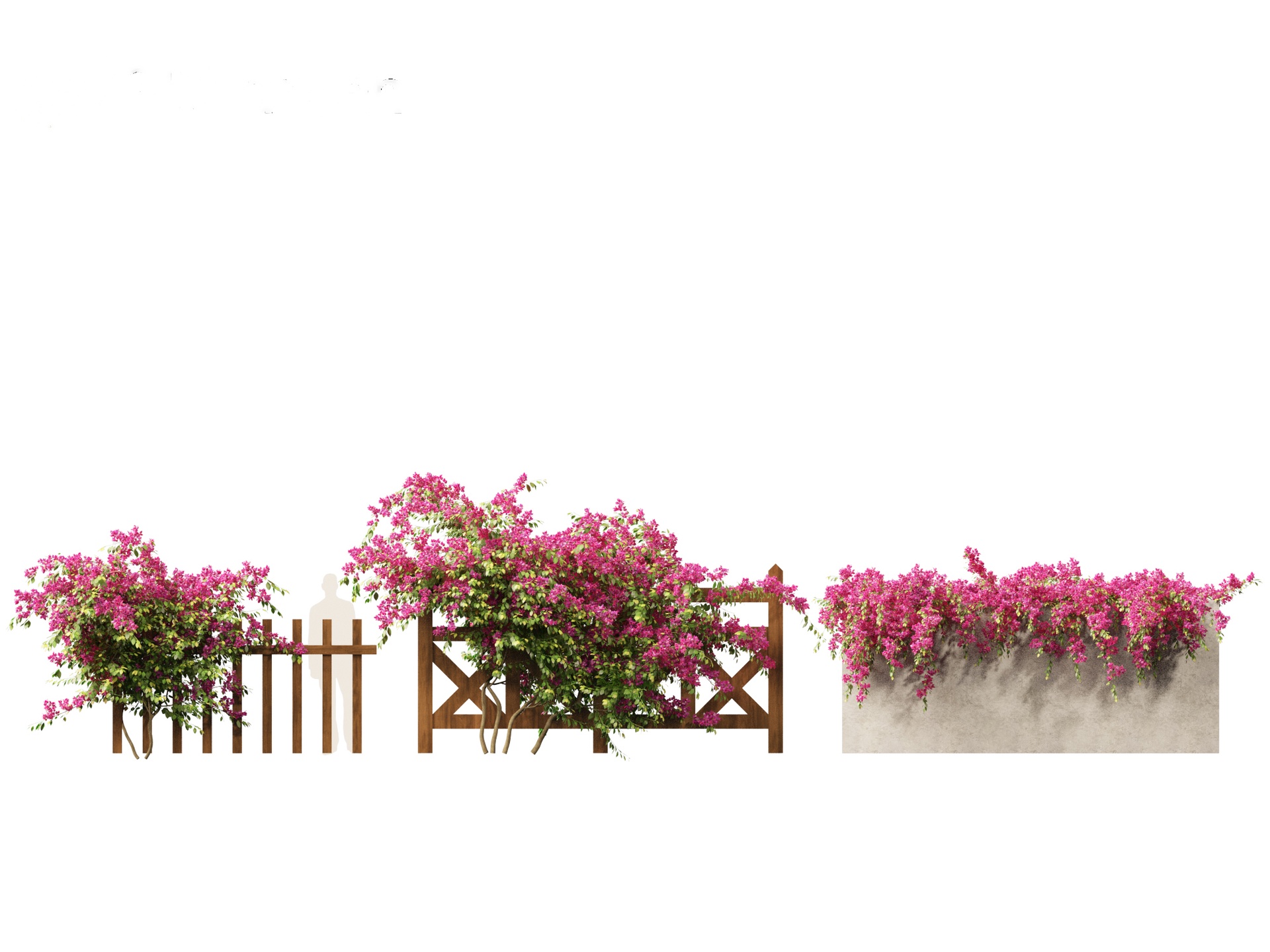 Media 1 for listing Bougainvillea glabra - Lesser bougainvillea 02