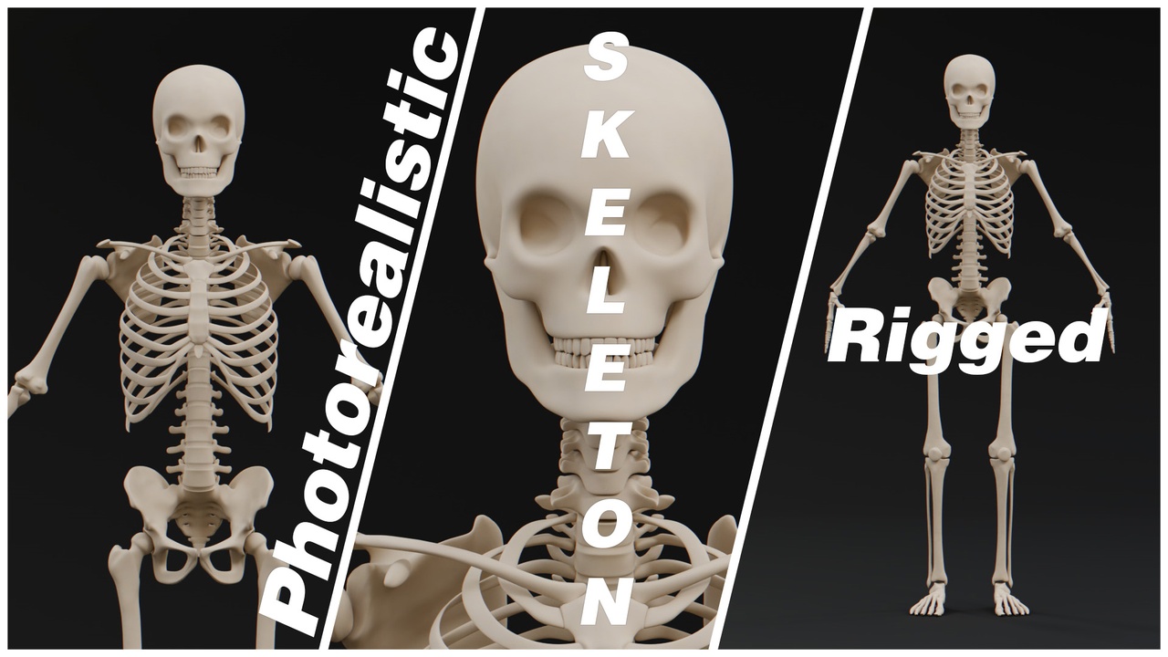 Media 1 for listing Realistic Human Skeleton Pro v2 Animated– Fully Rigged for Games and Animations