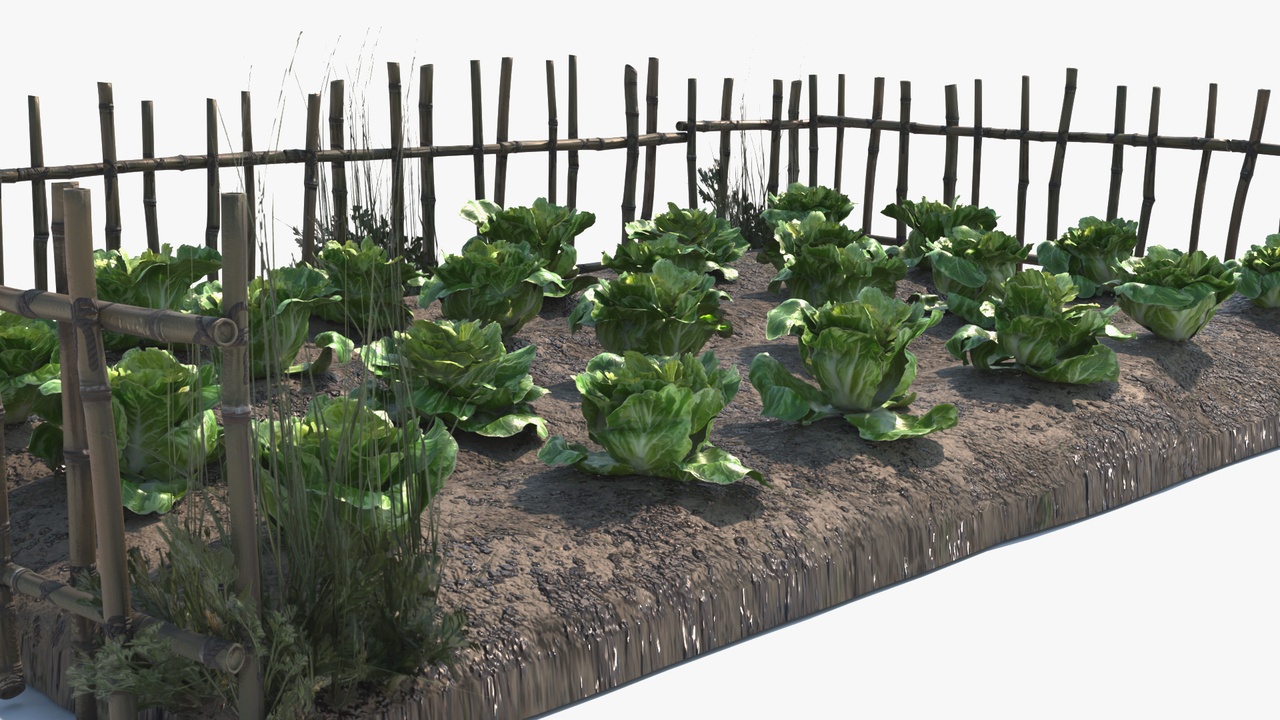 Media 1 for listing Lettuce Farm with Fence & Weeds - Game Asset | PBR | Low-poly |