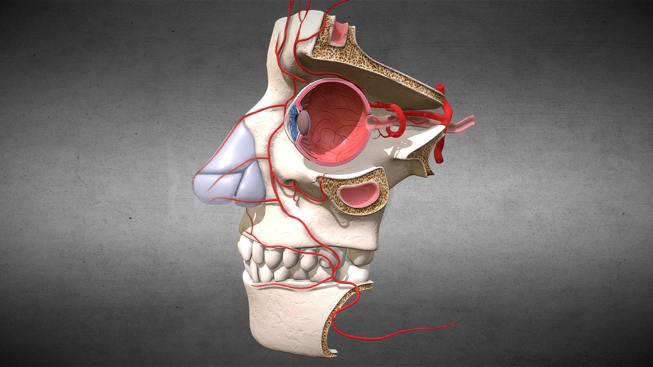 Media 1 for listing Full anatomy eye cross section