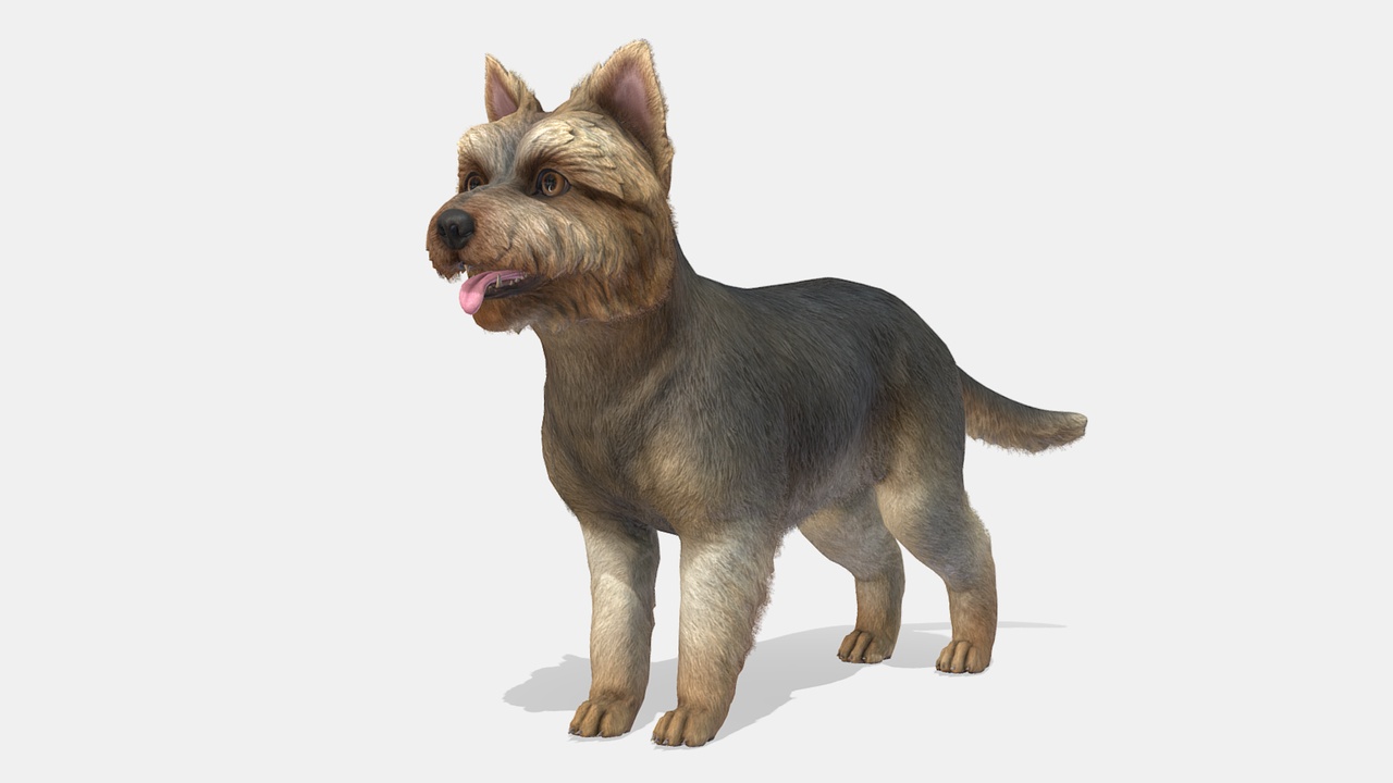 Media 1 for listing Dog - Yorkshire Terrier