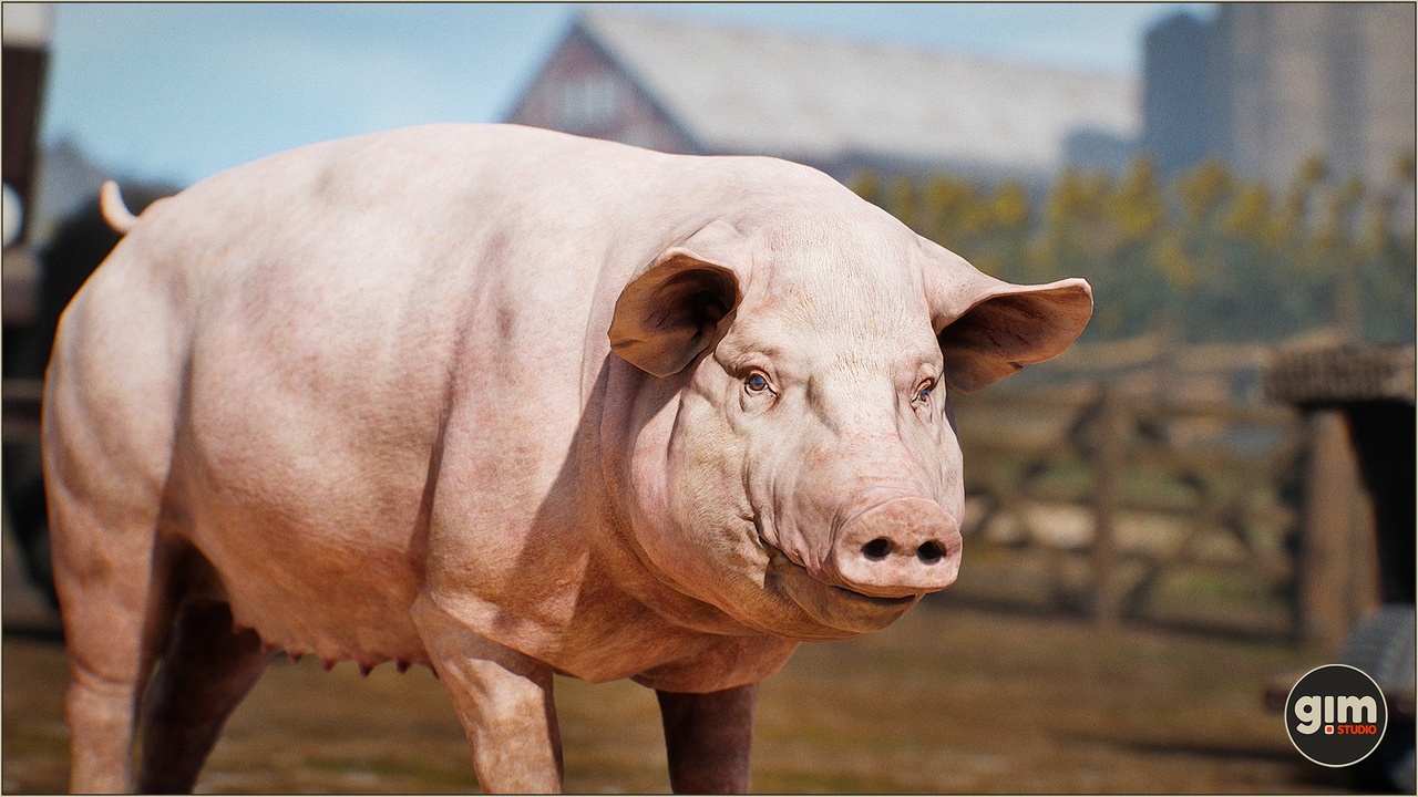 Media 1 for listing Animalia - Pig (female)