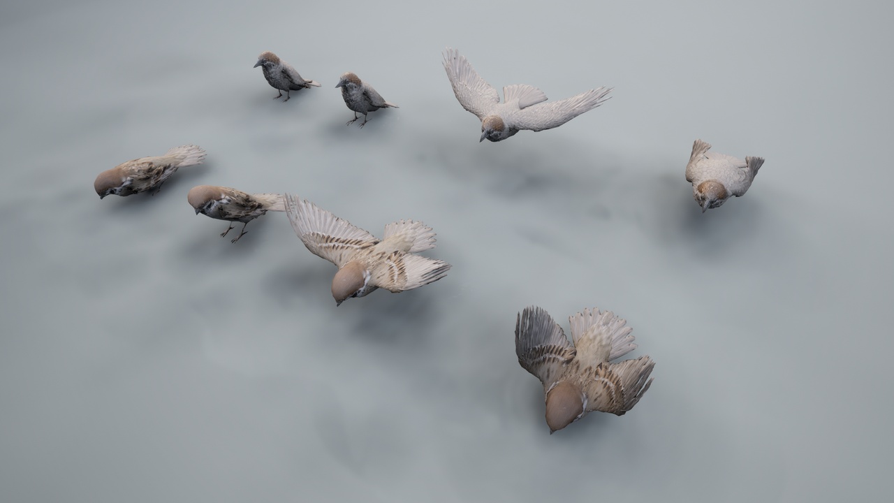 Media 1 for listing Sparrow Flocking System