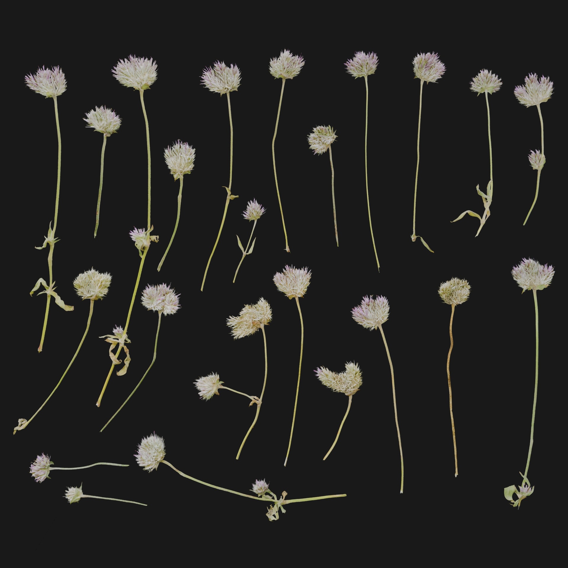Media 1 for listing Centaurea 02