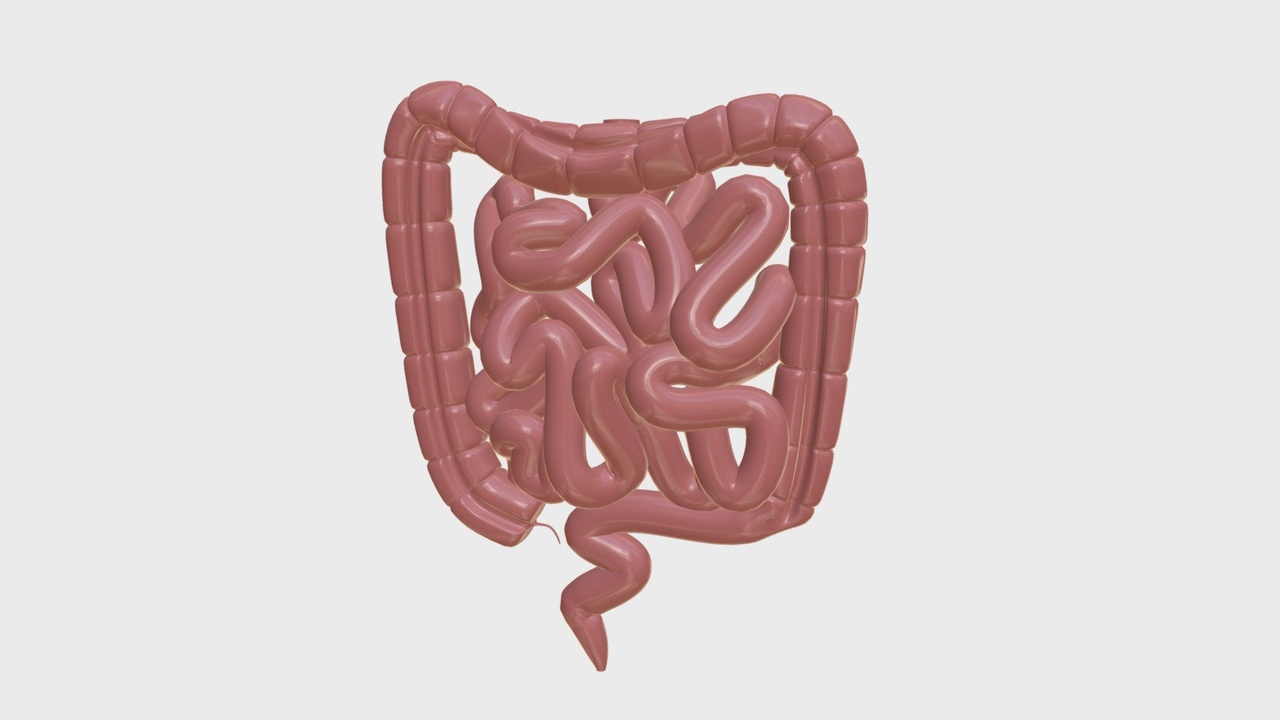 Media 1 for listing Anatomy - Human intestine