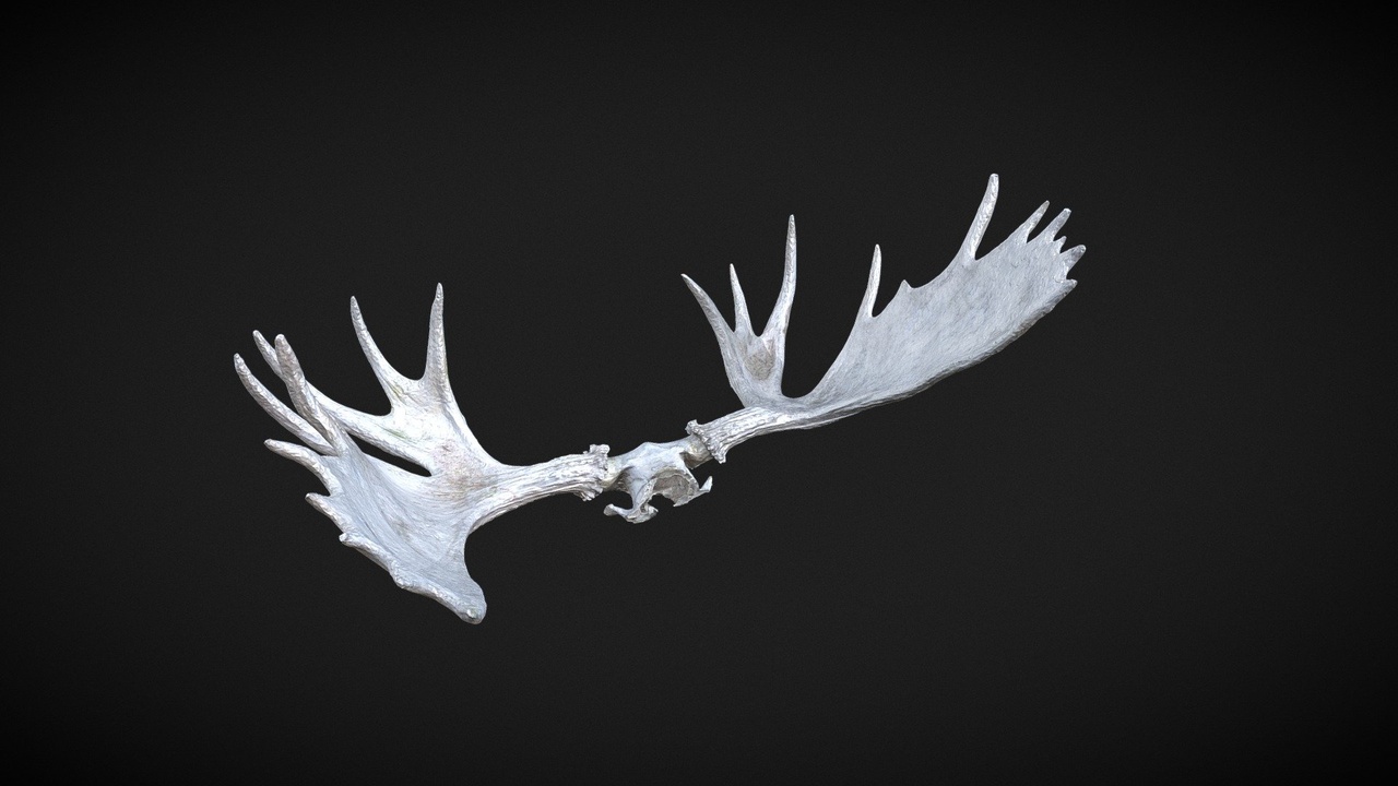 Media 1 for listing Moose Antlers