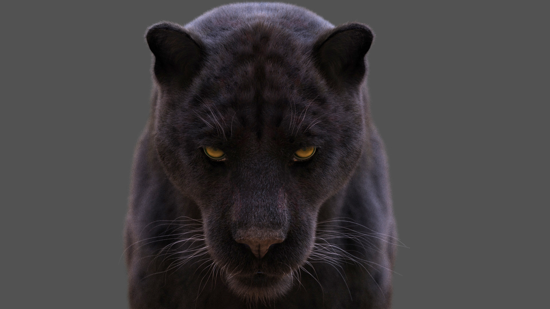 Black Jaguar (ANIMATED) Maya Xgen-Core