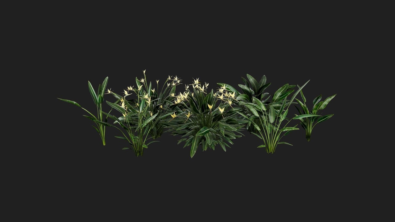 Media 1 for listing Bird of Paradise