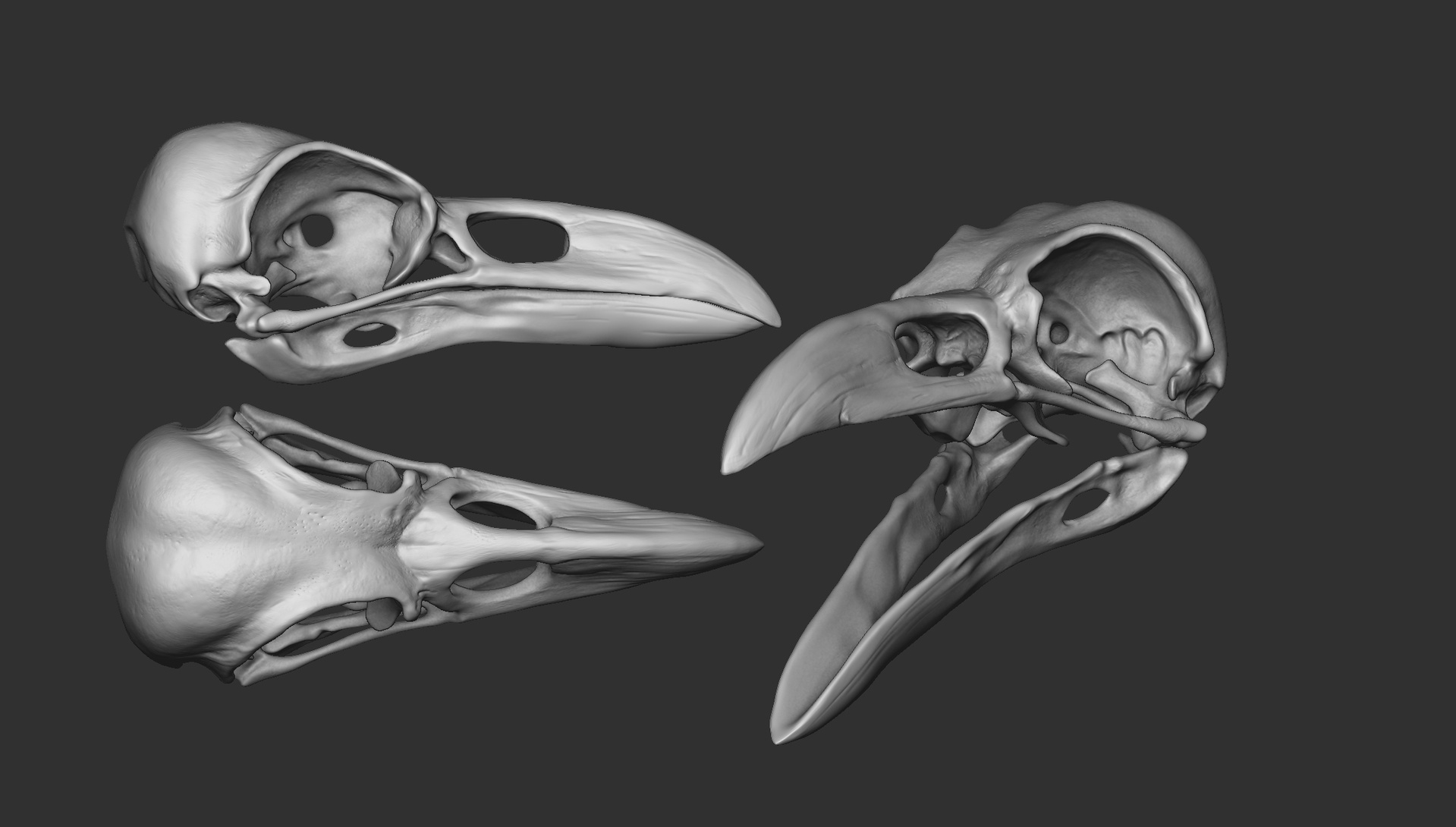 Media 1 for listing Crow SkullRealistic Raven Skull - PBR & ZBrush Source - Corvus Corax