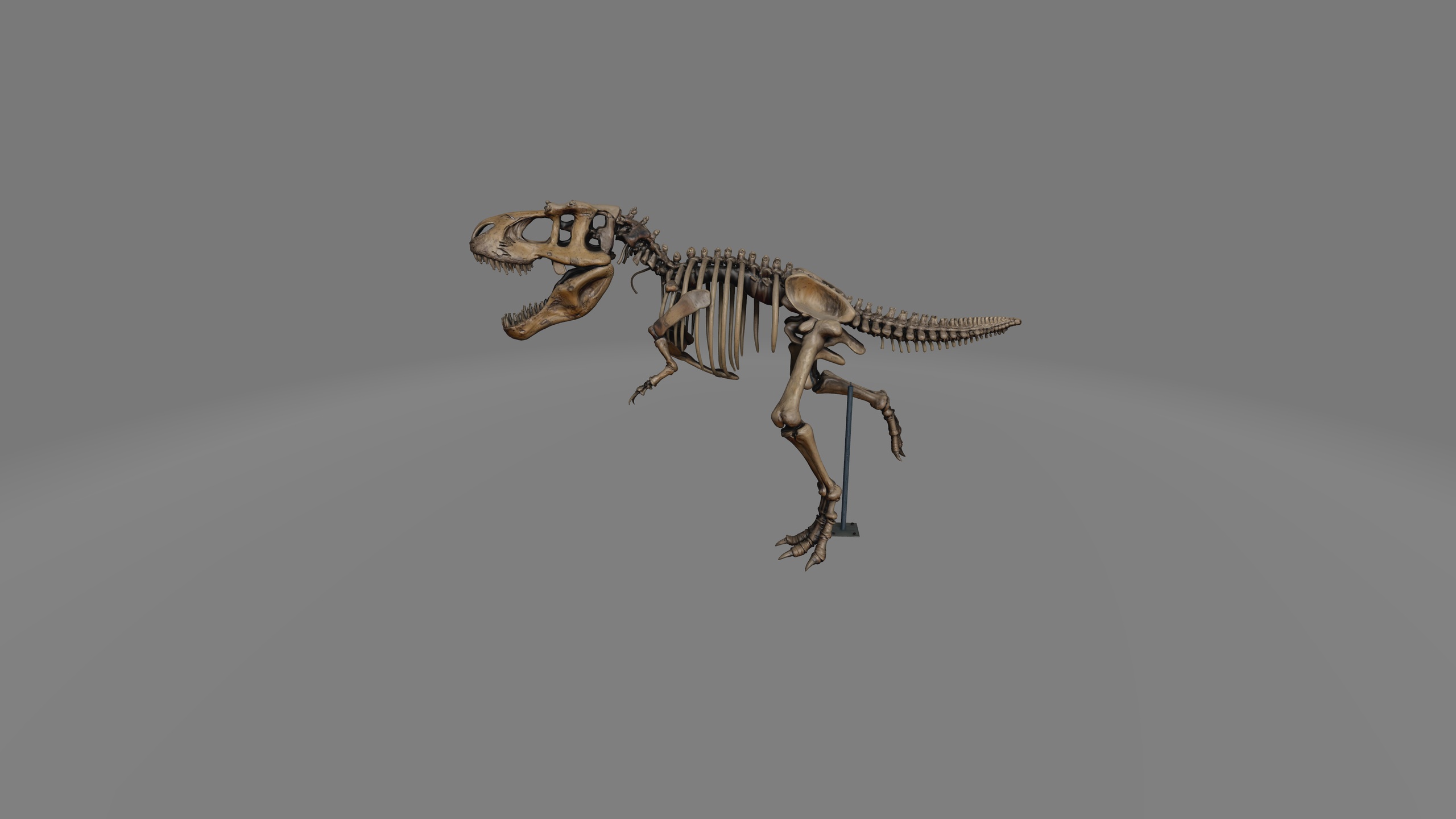 Media 1 for listing Tyrannosaurus Rex Skeleton
