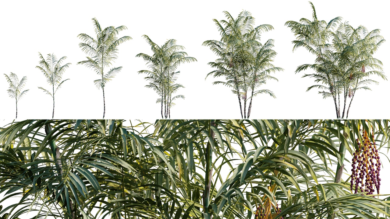 Media 1 for listing Chamaedorea costaricana - Costa Rican Bamboo Palm