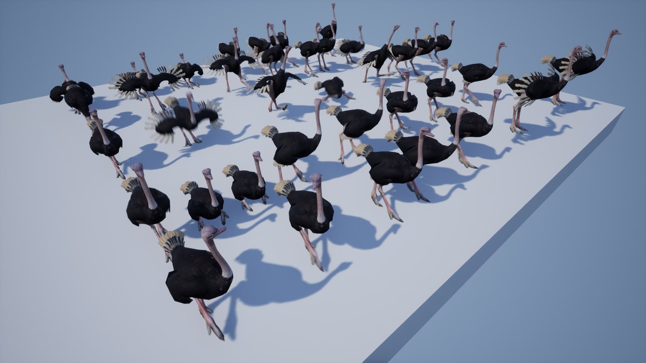 Media 1 for listing Ostrich