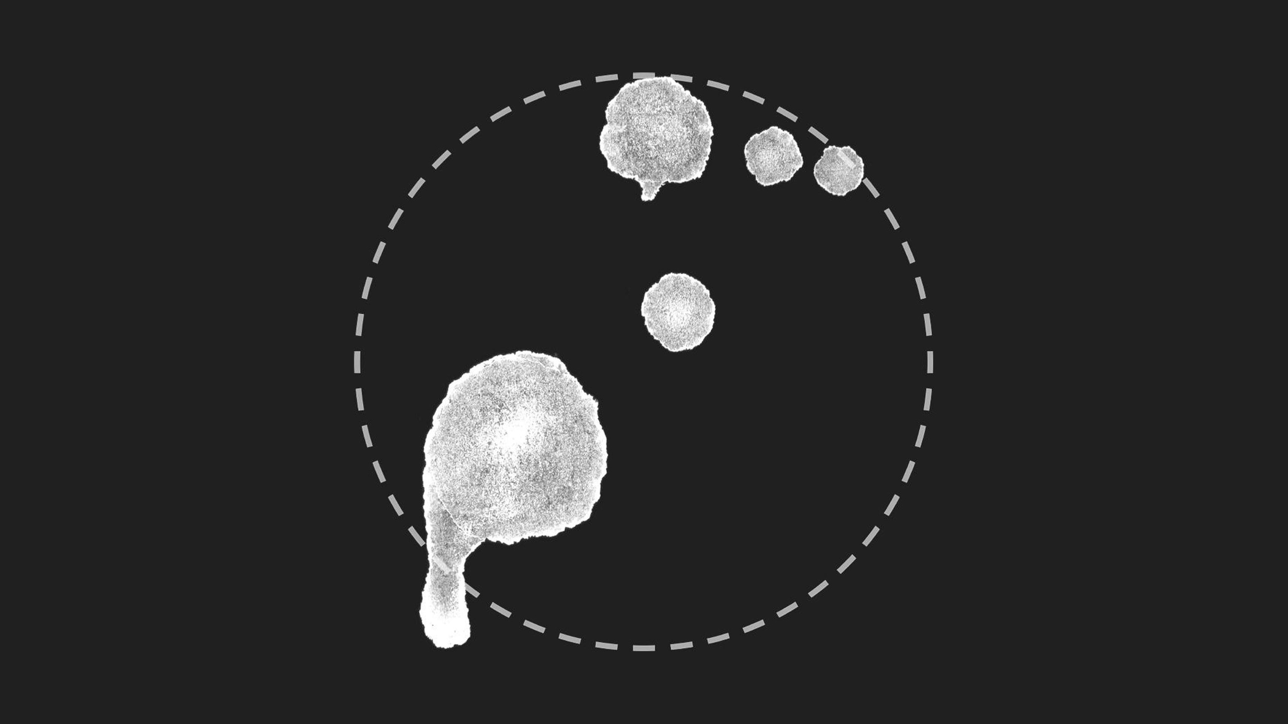 Media 1 for listing Drops