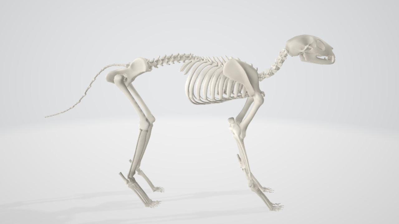 Media 1 for listing Cat Anatomy Bundle – Full Anatomical Cat & Skeleton Model Pack