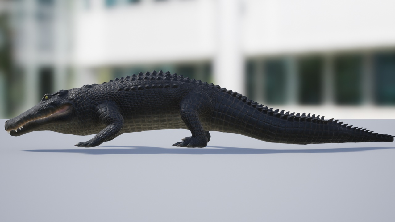 Media 1 for listing Alligator