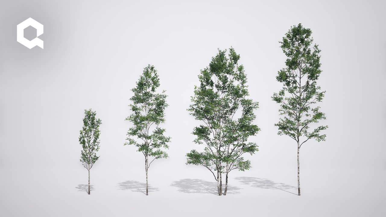 Media 1 for listing Megaplants: Silver Birch