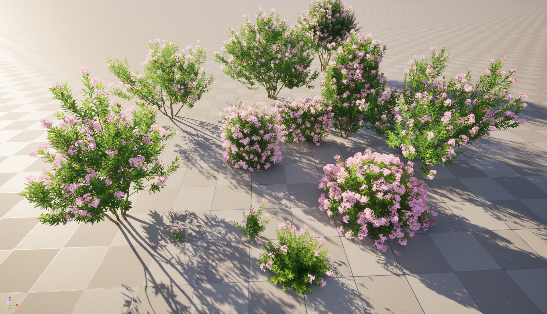 Media 1 for listing Nanite Wind Plants - Nerium oleander - Rosebay