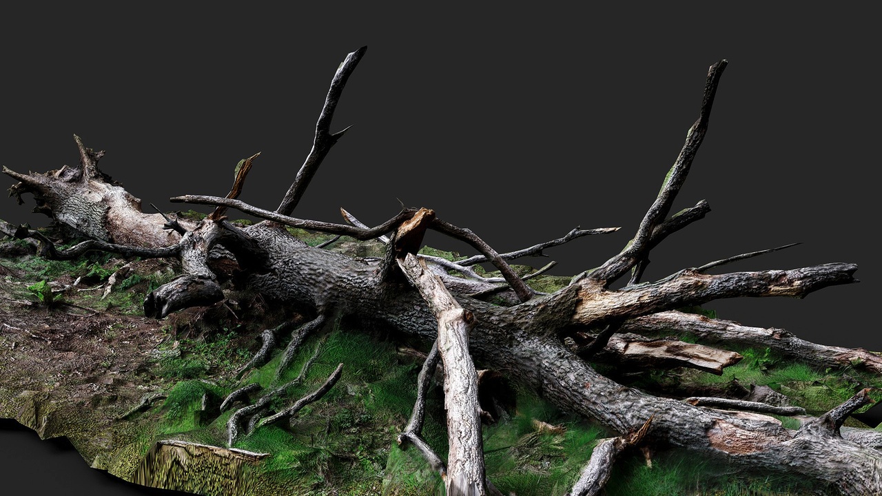 Media 1 for listing broken tree large trunk forest ground PBR photogrammetry