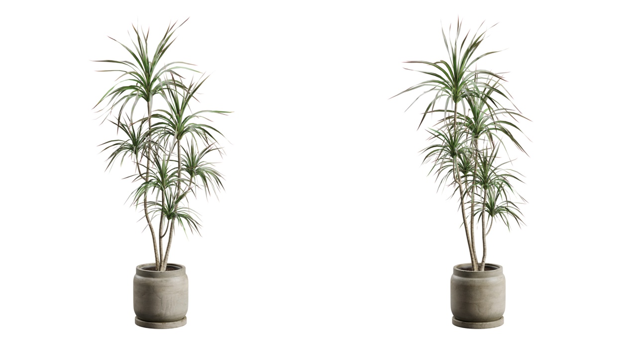 Media 1 for listing Potted Dracaena Marginata