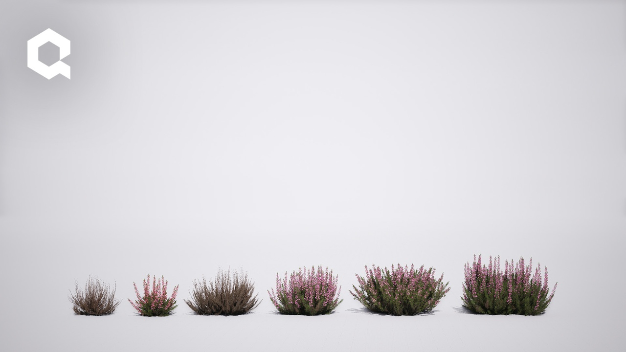 Media 1 for listing Megaplants: Common Heather