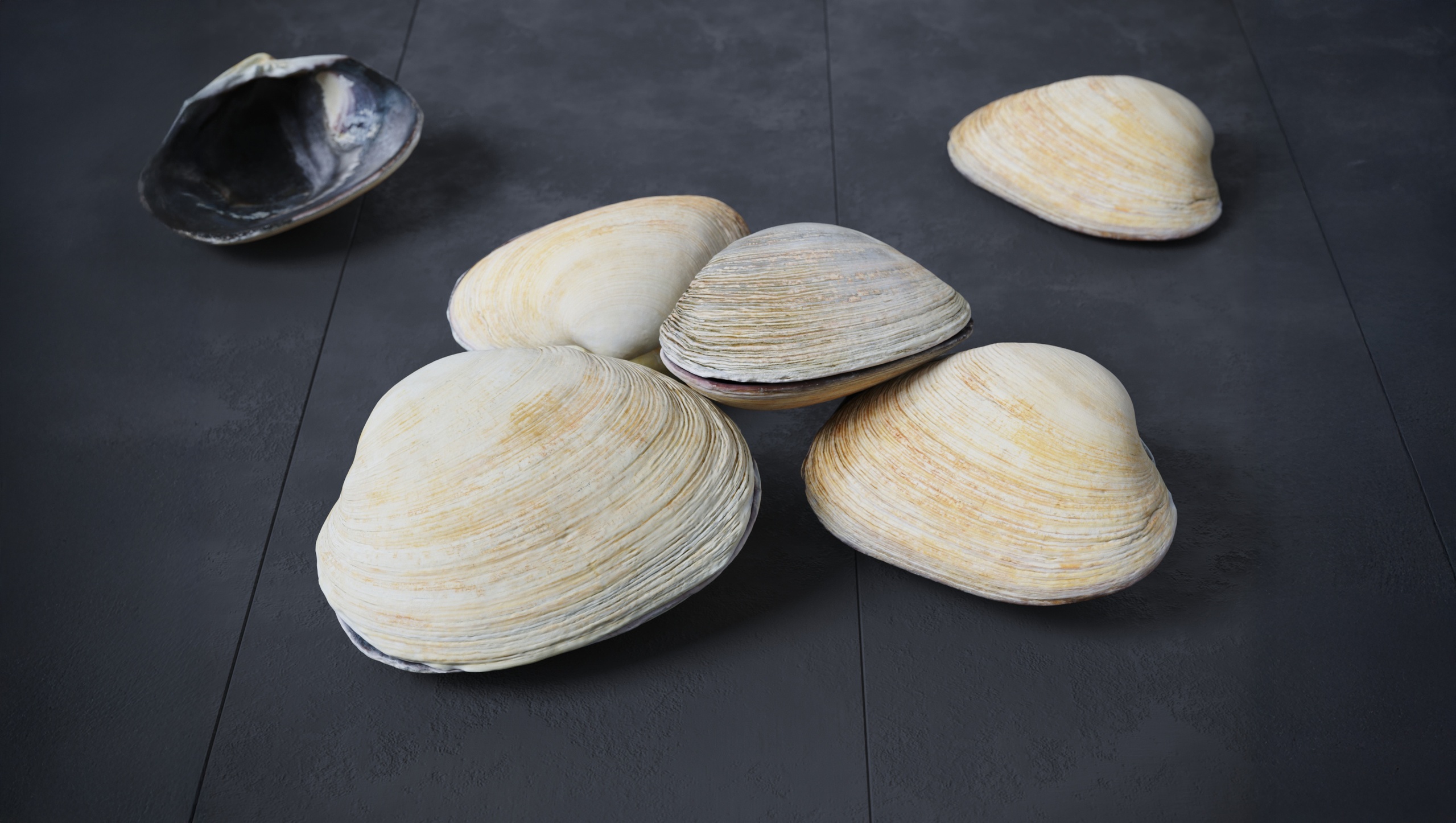 Media 1 for listing Clams